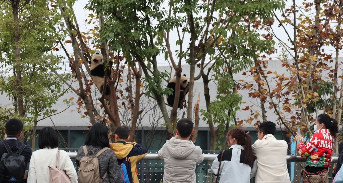 Melihat pusat penangkaran panda di Chengdu